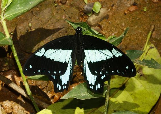 Papilio chrapkowskoides chrapkowskoides male UPS